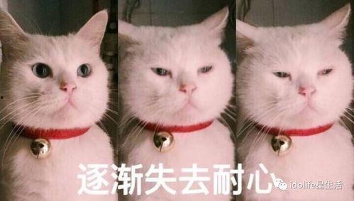 吃瓜表情包猫咪,猫咪版表情包大揭秘